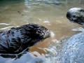 Wydra Nellie, która lubi sobie porozmawiać