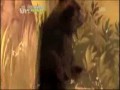 Szok małego niedźwiadka, który spotkał lwiątko