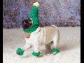 modny mops