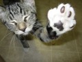 high five