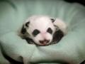 mała panda