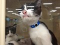 bad kitty
