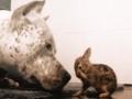 Cute 