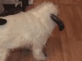 Wtf 