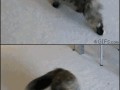 Kot