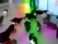 Disco koty
