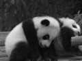 Pandy