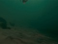 Pirania 3d