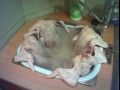 Kurczaki w jacuzzi