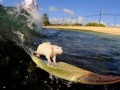 Surfer