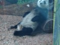 Panda 2