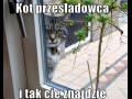 Kot prześladowca