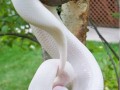 Wąż