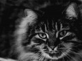 Miau