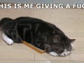 Miau 