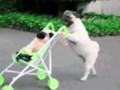 Mops