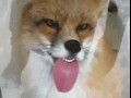 Firefox i problem z windowsem