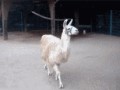 Im fabulous bitch