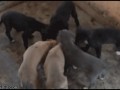 Nom nom nom