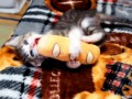 Om nom nom nom