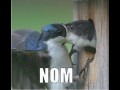 Nom
