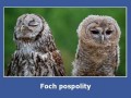 Foch