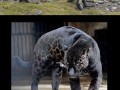 Melanistic