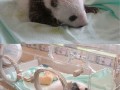 Malutka panda