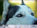 Huskey