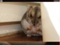 Hamster
