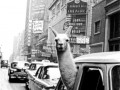 Lama