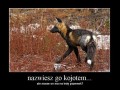 Kojot