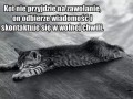 Kocury