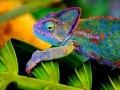 Kameleon