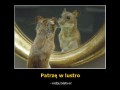 Lustro