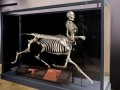 Centaur