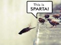 Ptasia sparta