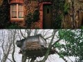 Tree house