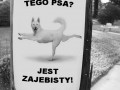 Zajebisty