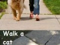 Walk a cat