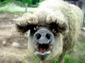 Miss piggy bez makijażu