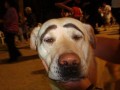 Pies z brwiami