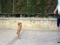 Oto jeden z najmadrzejszych psow swiata!