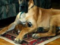 dog niemiecki