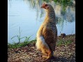 Kura, która udaje PINGWINA