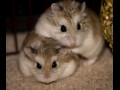 Chomiczki