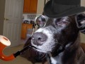 Holmes