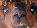 Lama