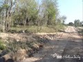 Polowanie leoparda na gazele