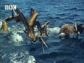 Pelikany polują na ryby w zwolnionym tempie